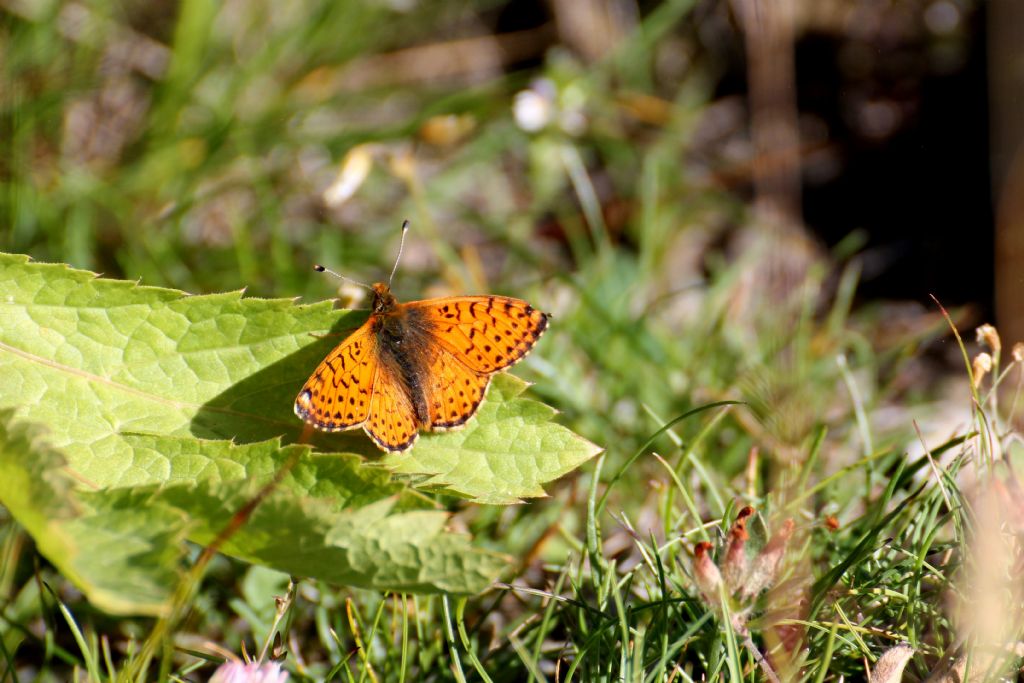 Boloria  napaea